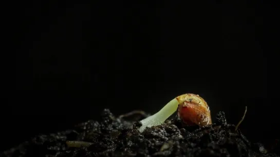 Macro Timelapse from Daniel Csobot