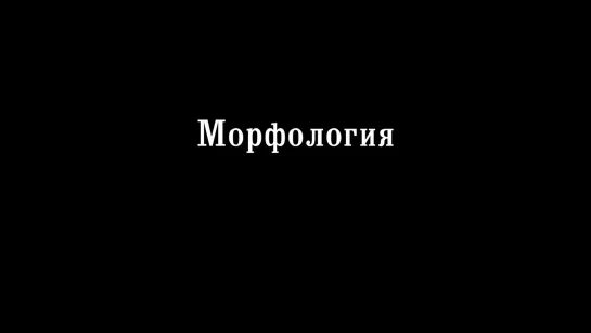 Морфология (2013)