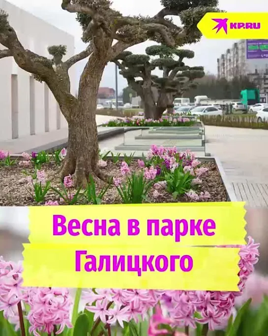 Весна в парке Галицкого