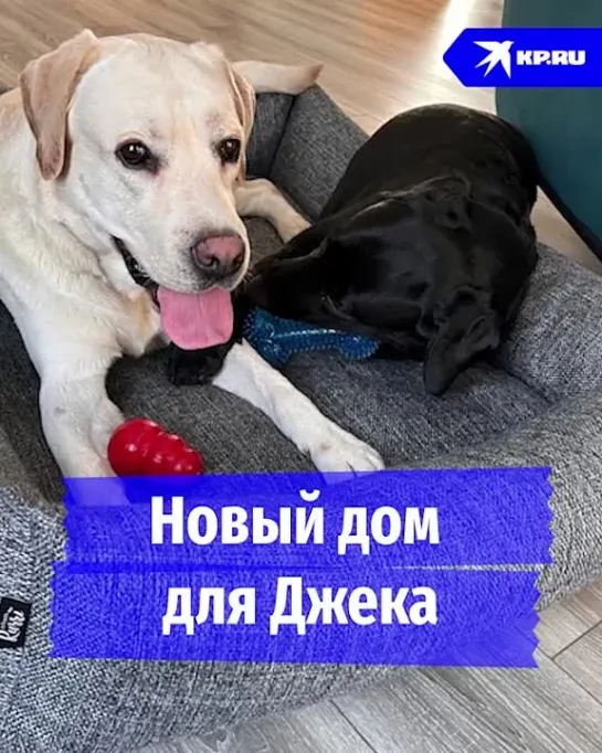 Новый дом для Джека