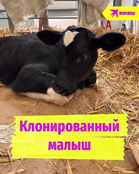 Клонированный малыш