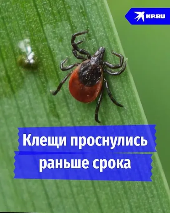 Клещи проснулись раньше срока