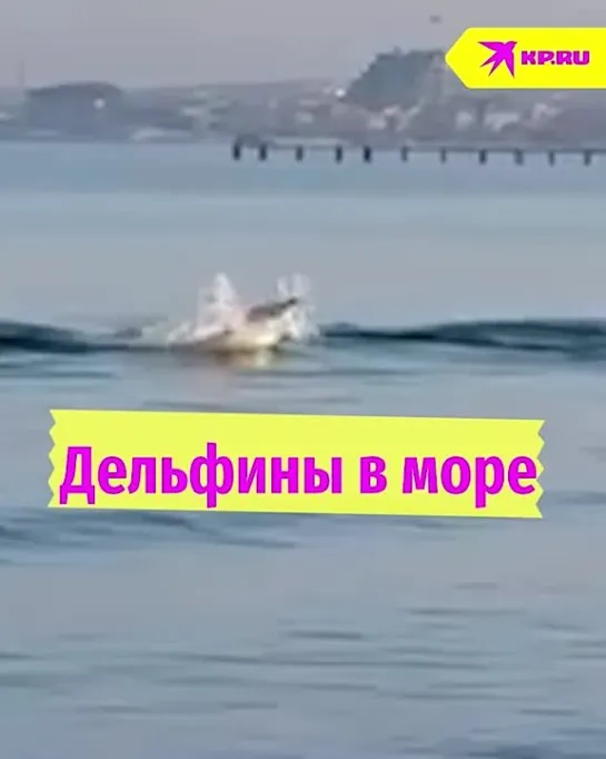 Дельфины в море