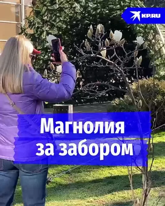 Магнолия за забором