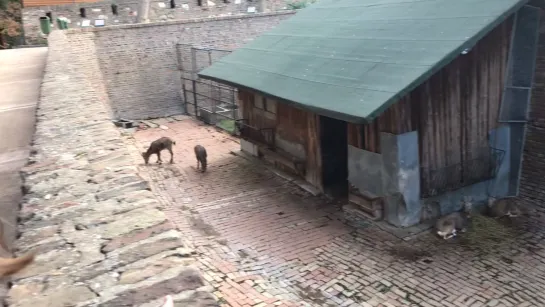 Видео от Ольги Михайловой