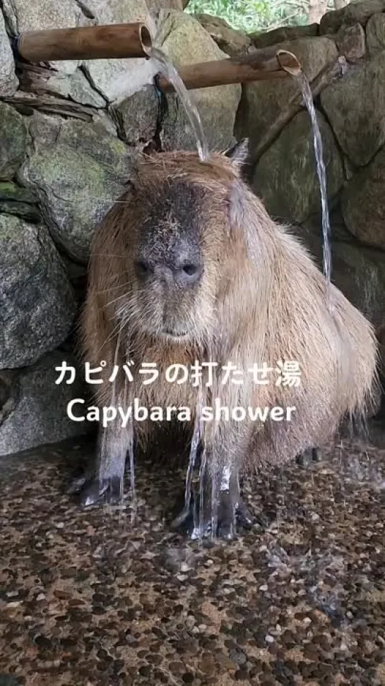 Capybara's Shower