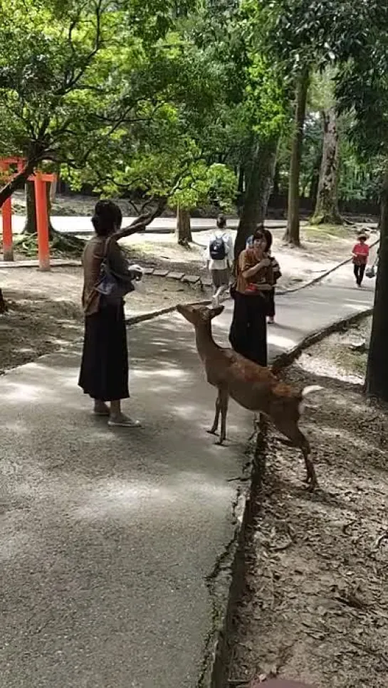 Nara Park