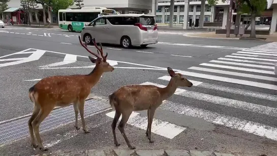 信号待ちすると思ったらしなかった鹿