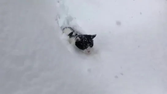 ご好評のラッセルネコ - - 野沢温泉 桐屋旅館 ねこ温泉 雪ねこ 看板猫