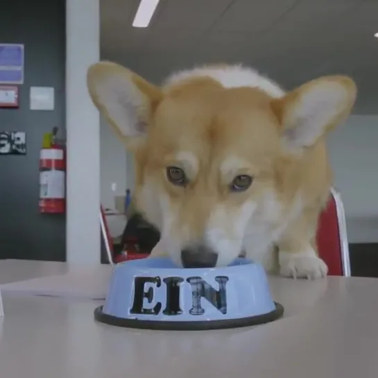 Really hoping the entire season of Cowboy Bebop is shot in Corgi-Vision.