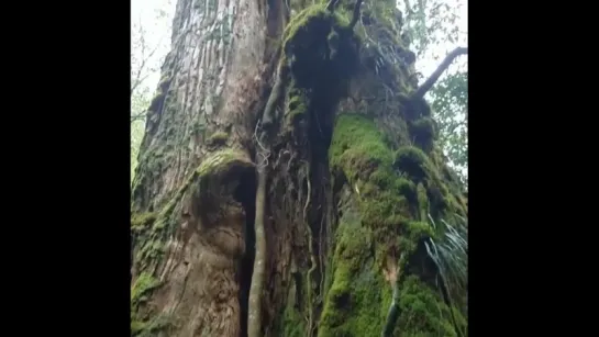 Yakushima