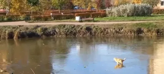 Видео от Интересные события в Санкт-Петербурге