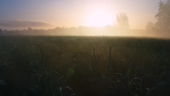 20,000m2 GROW by Roosegaarde highlights the beauty of agriculture. [Official Mov