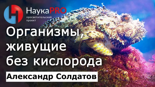 Организмы, живущие без кислорода – Александр Солдатов | Лекции по биологии | Научпоп