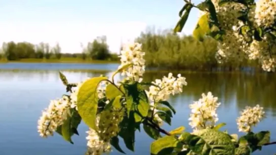 АЛЁНУШКА АЗАМАТ ИСЕНГАЗИН (кавер С.СЛАВЯНСКИЙ)