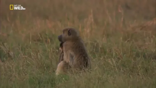 Королева бабуинов _ Nat Geo WILD HD