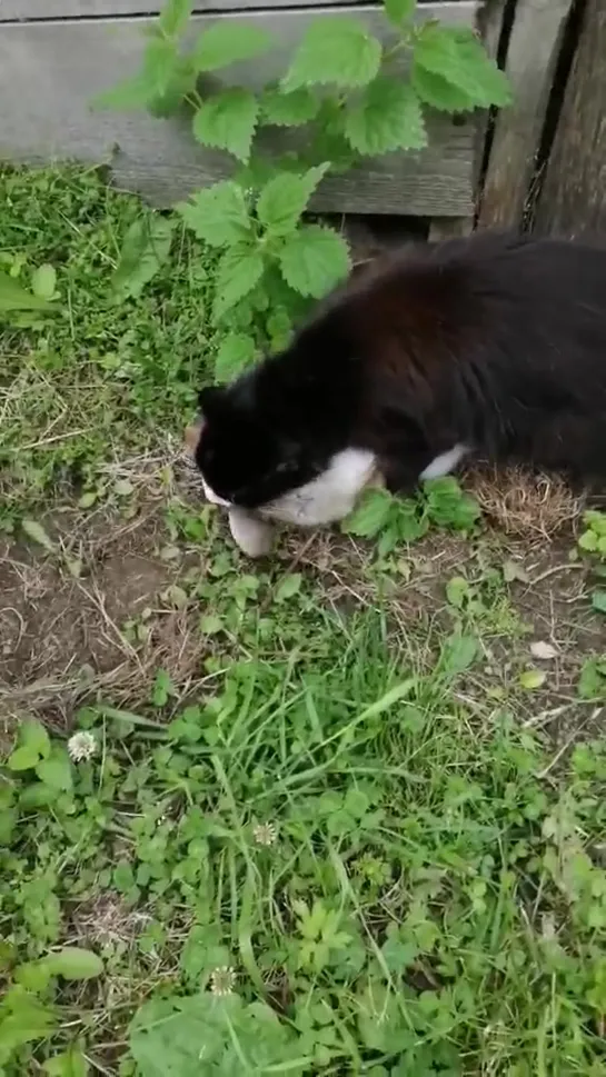 Видео от Натальи Ивановой