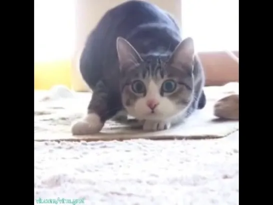 cat twerk