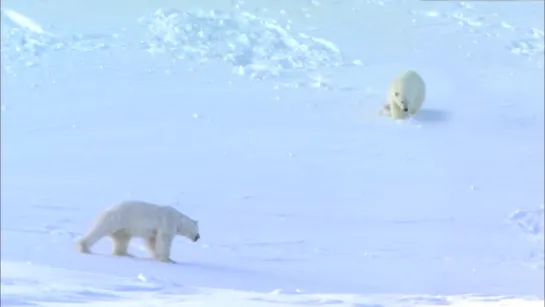 FLIRTING POLAR BEARS - VERY FUNNY! From Polar Bear Spy on the Ice