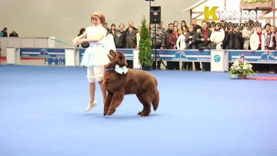 Dog Show Eurasia 2012 _ Russia _ Moscow. Freestyle