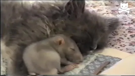 No Fear Mouse Cuddles Up Next To Kitten