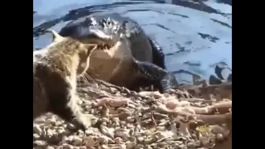 A cat attacks an alligator. And wins!