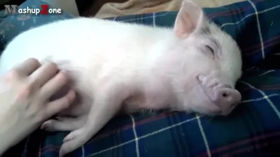 Cute Micro Pig - A Cute Mini Pig Videos Compilation 2015