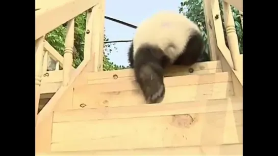 Cute pandas playing on the slide