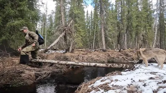 {Добрые походы} УШЕЛ В ЛЕСНУЮ ИЗБУ НА 3 ДНЯ. Проверка Фотоловушки. Жизнь в лесу. Добрые походы.