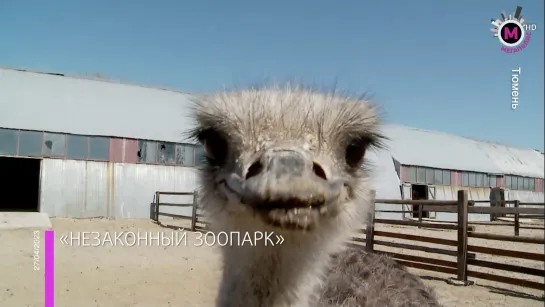 Мегаполис – «Незаконный зоопарк» - Тюмень