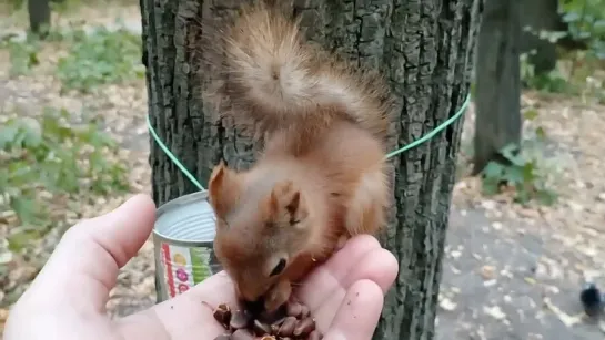 Бельчонок с ушками оказался совсем ручным _ The baby squirrel turned out to be quite tame.mp4