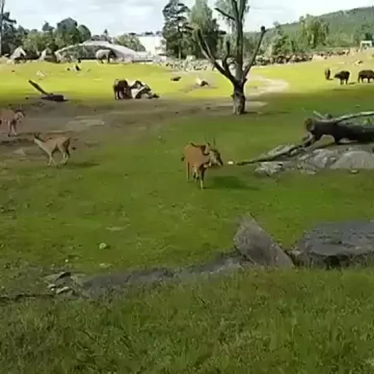 Видео от Микромир