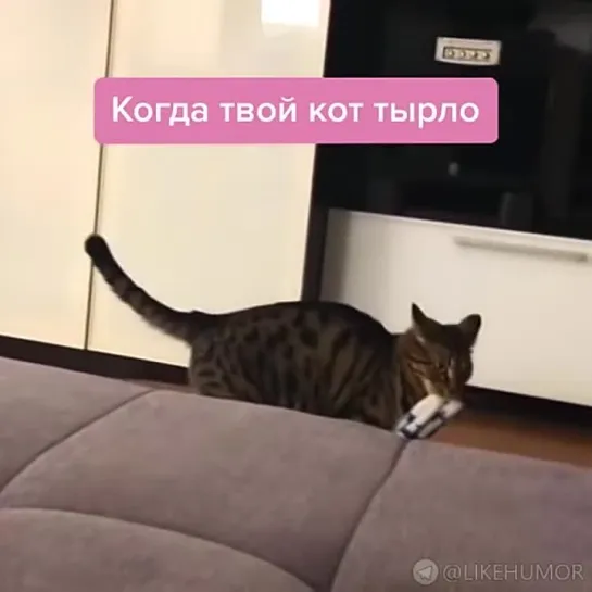 кот тырло