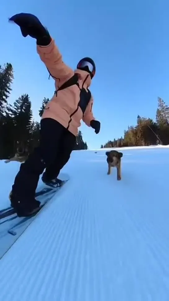 Какие милые собачки...а нет блеть...