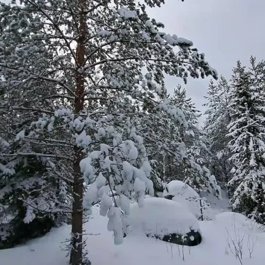 А зимы здесь тихие...