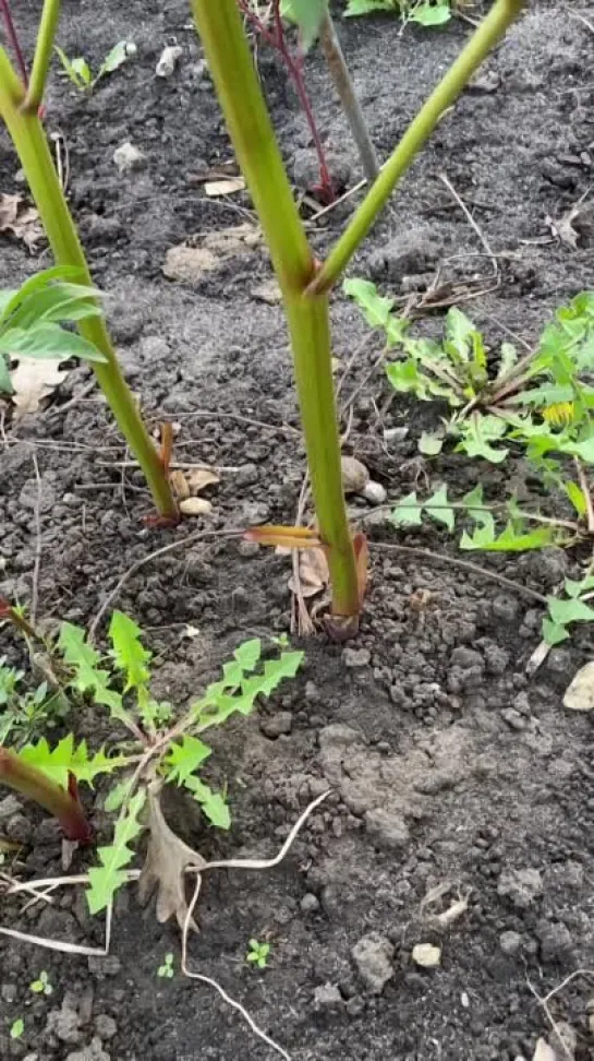 Видео от САДОВОДЫ И ОГОРОДНИКИ -_- СОВЕТЫ