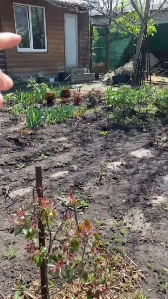 Видео от САДОВОДЫ И ОГОРОДНИКИ -_- СОВЕТЫ