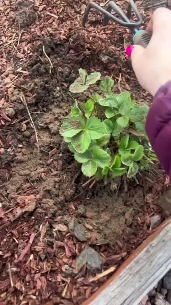 Видео от САДОВОДЫ И ОГОРОДНИКИ -_- СОВЕТЫ