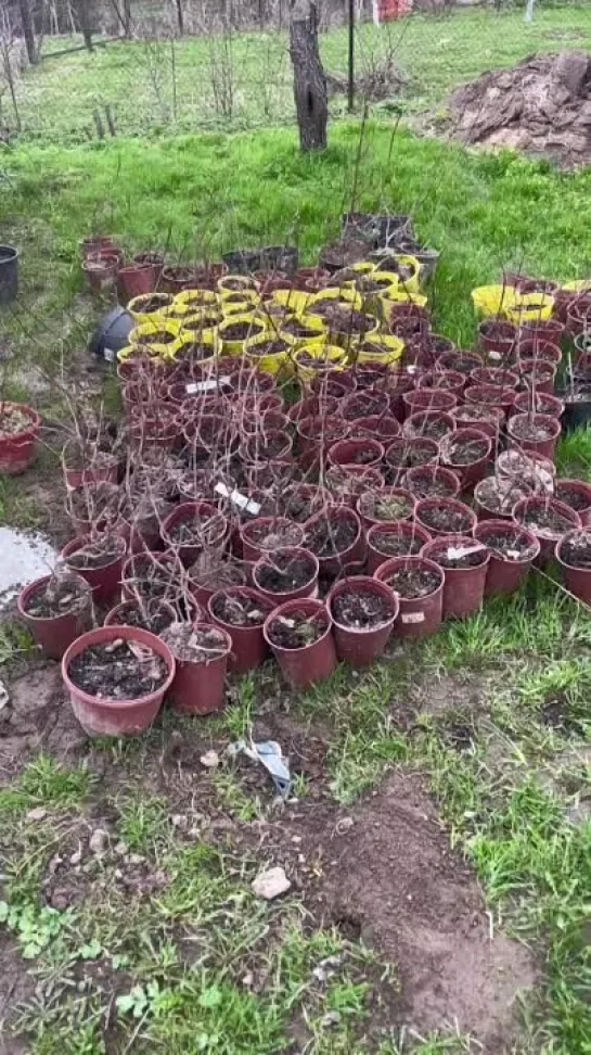 Видео от САДОВОДЫ И ОГОРОДНИКИ -_- СОВЕТЫ