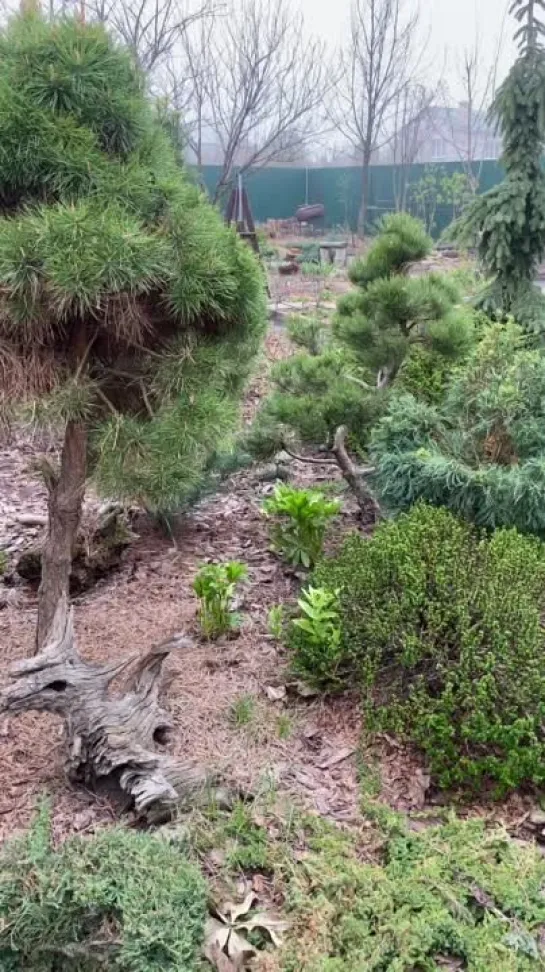 Видео от САДОВОДЫ И ОГОРОДНИКИ -_- СОВЕТЫ