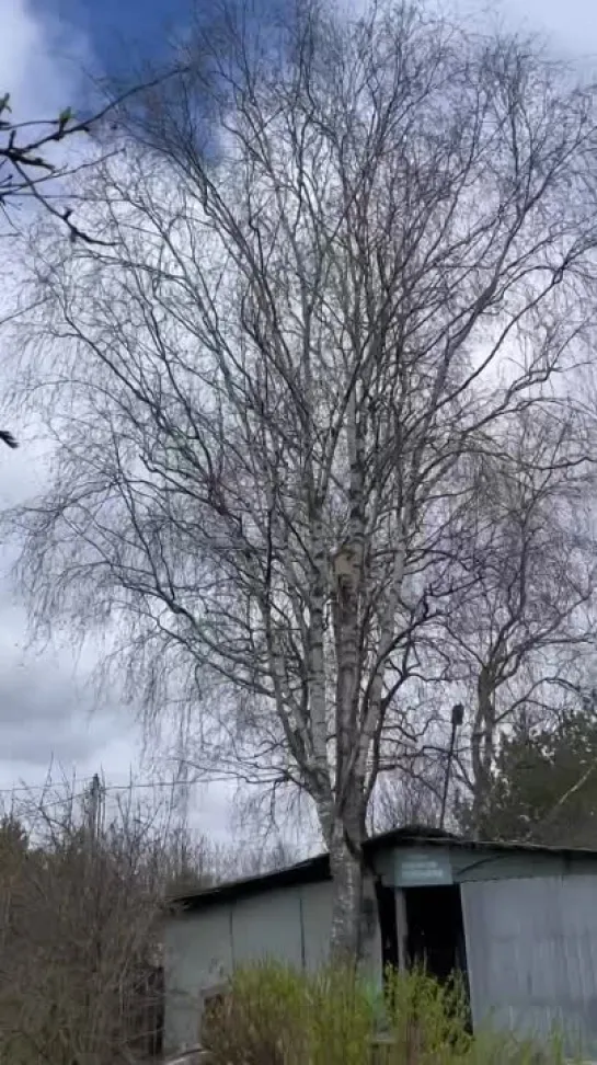 Видео от САДОВОДЫ И ОГОРОДНИКИ -_- СОВЕТЫ