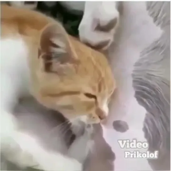 Котmp4