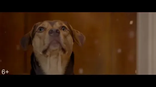 Путь домой A Dog's Way Home, 2019 - Дублированный трейлер