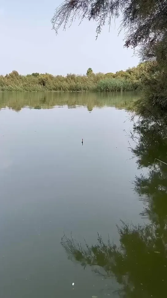 Видео от ЯжеРЫБАК