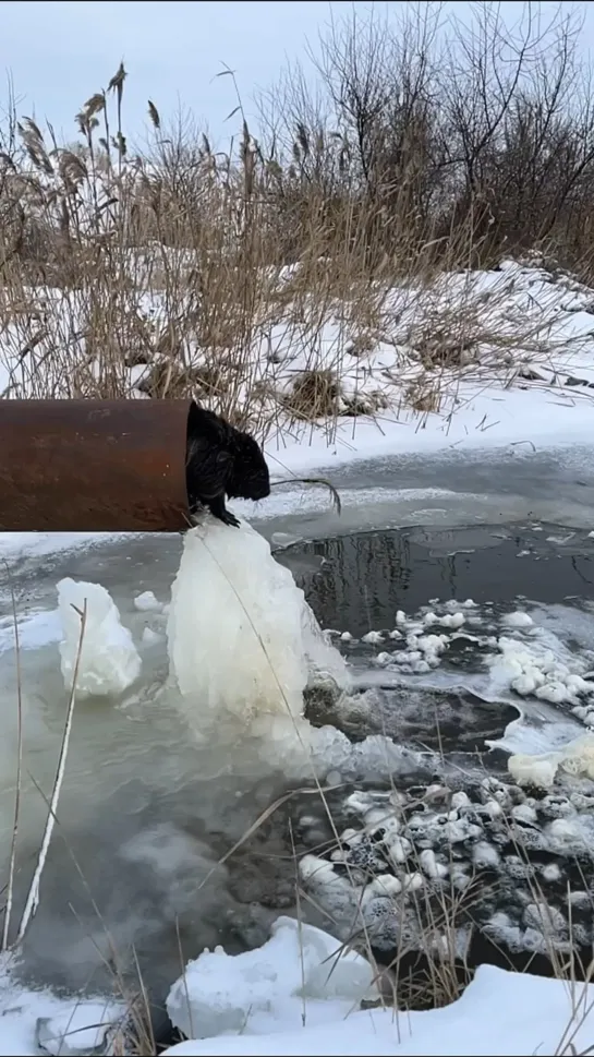 Видео от ЯжеРЫБАК