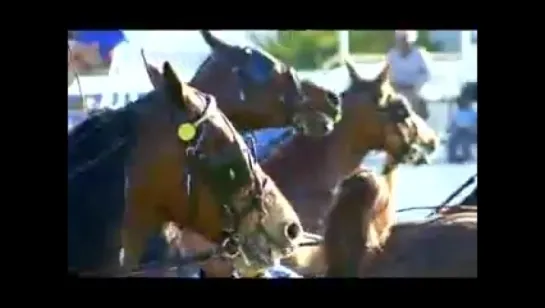 WP Saddle Horse Championships 2007