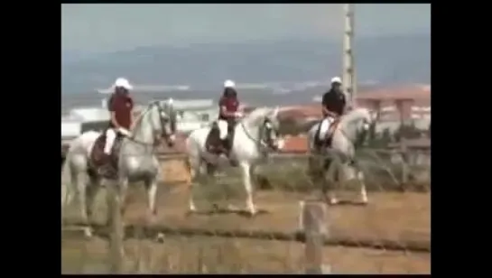 caballos spanish horses