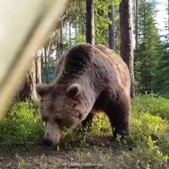 Медведь у палатки. Группа Выжить Любой Ценой