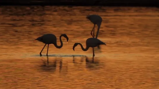 Birdingmurcia Consumiendo Sensaciones-HD