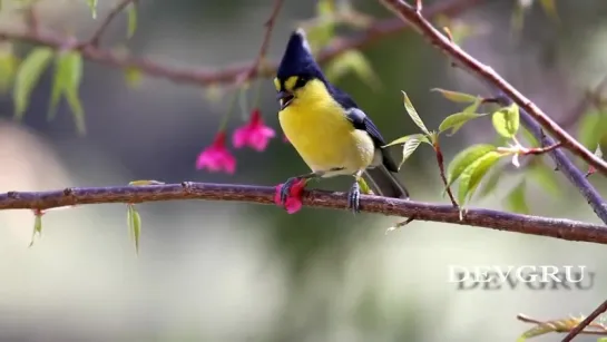 Тайваньская, или Болынехохлая синица / Yellow tit (лат. Parus holsti)